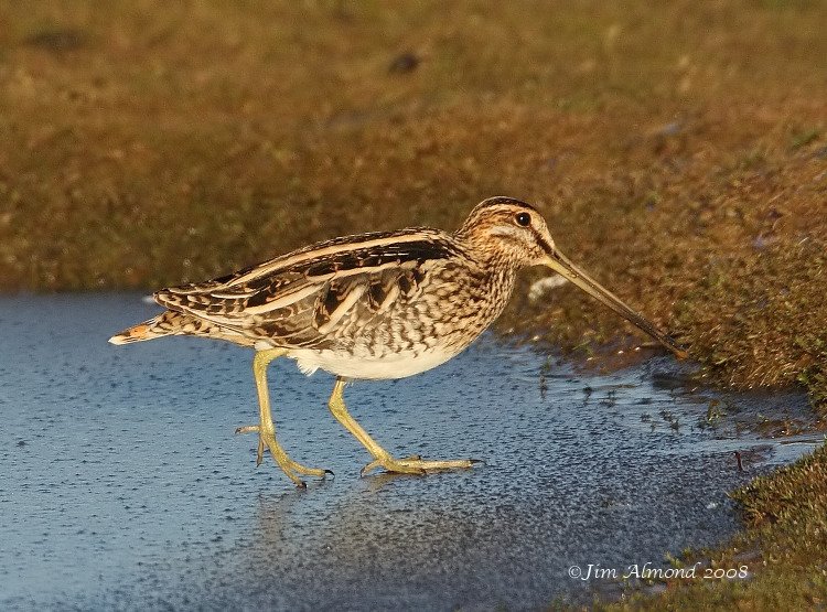 Common Snipe on ice VP 3 12 08  IMG_6980 1_filtered